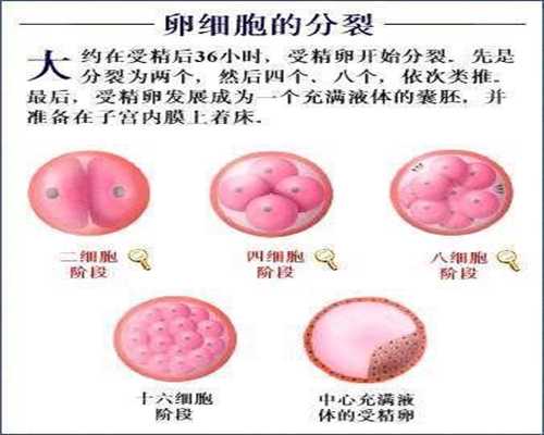 深圳助孕：孕中期应该遵循的饮食原则？