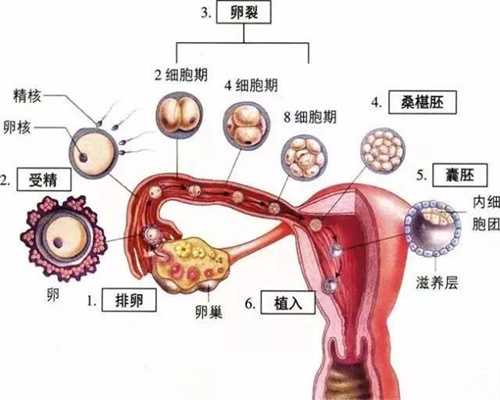 胚胎放入子宫游走图片-深圳代孕费用 -胚胎早期