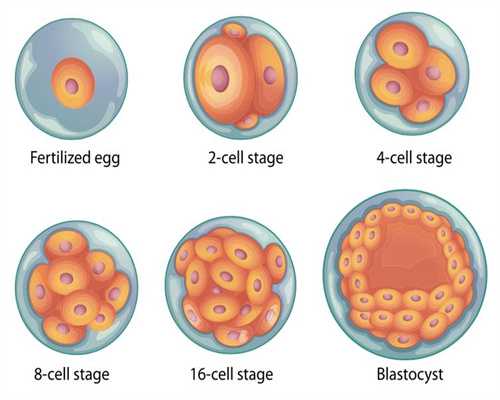 孕前必补的4种微量元素
