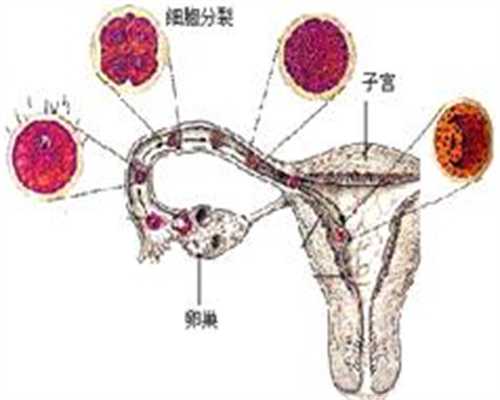 代孕胎儿偏小 孕妈饮食调整有讲究！